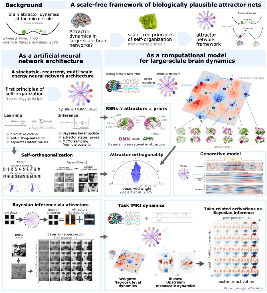 A scale-free framework of biologically plausible attractor nets