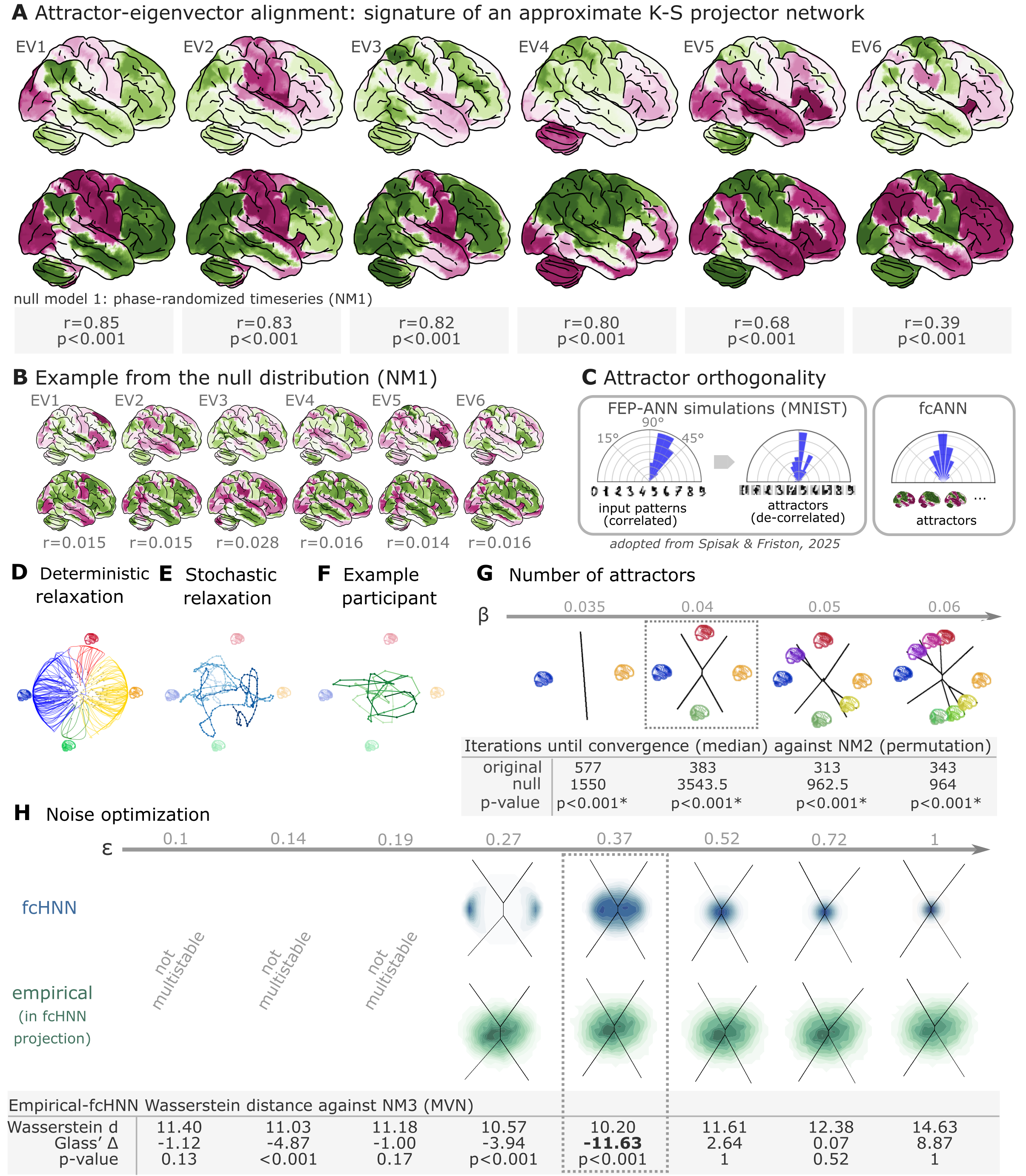 Attractor states and state-space dynamics of connectome-based Hopfield networks
A Leading eigenvectors of the empirical coupling matrix J (upper in each pair) closely match fcANN attractor states (lower in each pair). Numbers under each pair report Pearson correlation and two‑sided p‑values based on 1,000 surrogate data realizations, generated by phase‑randomizing the true time series and recomputing the connectivity matrix. For the comprehensive results of the eigenvector–attractor alignment analysis (including a supplementary analysis on weight similarity to the analogous Kanter–Sompolinsky projector network) see Supplementary Figure %s.
B Example matches from a single permutation of the permutation‑based null distribution. For each symmetry‑preserving permutation of J, we recomputed the corresponding eigenvectors and attractors and re‑matched them. The maps are visibly mismatched and correlations are near zero, illustrating the null against which the empirical correlations in panel A are evaluated.
C Left panel: Free‑energy‑minimizing attractor networks have been shown to establish approximately orthogonal attractor states (right), even when presented with correlated patterns (left, adapted from ). fcANN analysis reveals that the brain also exhibits approximately orthogonal attractors. On all three polar plots, pairwise angles between attractor states are shown. Angles concentrating around 90° in the empirical fcANN are consistent with predictions of free‑energy‑minimizing (Kanter–Sompolinsky‑like) networks. (Note, however, that in high‑dimensional spaces, random vectors would also tend to be approximately orthogonal.)
D The fcANN of study 1 seeded with real activation maps (gray dots) of an example participant. All activation maps converge to one of the four attractor states during the deterministic relaxation procedure (without noise) and the system reaches equilibrium. Trajectories are colored by attractor state.
E Illustration of the stochastic relaxation procedure in the same fcANN model, seeded from a single starting point (activation pattern). With stochastic relaxation, the system no longer converges to an attractor state, but instead traverses the state space in a way restricted by the topology of the connectome and the “gravitational pull” of the attractor states. The shade of the trajectory changes with increasing number of iterations. The trajectory is smoothed with a moving average over 10 iterations for visualization purposes.
F Real resting state fMRI data of an example participant from study 1, plotted on the fcANN projection. The shade of the trajectory changes with an increasing number of iterations. The trajectory is smoothed with a moving average over 10 iterations for visualization purposes.
G Consistent with theoretical expectations, we observed that increasing the inverse temperature parameter \beta led to an increasing number of attractor states, emerging in a nested fashion (i.e. the basin of a new attractor state is fully contained within the basin of a previous one). When contrasting the functional connectome-based ANN with a null model based on symmetry-retaining permuted variations of the connectome (NM2), we found that the topology of the original (unpermuted) functional brain connectome makes it significantly better suited to function as an attractor network than the permuted null model. Table contains the median number of iterations until convergence for the original and permuted connectomes for different temperature parameters \beta and the p‑value derived from a one-sided Wilcoxon signed-rank test (i.e. a non-parametric paired test) comparing the iteration values for each random null instance (1,000 pairs) to the iteration number observed with the original matrix and the same random input; with the null hypothesis that the empirical connectome converges in fewer iterations than the permuted connectome.
H We optimized the noise parameter \epsilon of the stochastic relaxation procedure for 8 different \epsilon values over a logarithmic range between \epsilon=0.1 and 1 and contrasted the similarity (Wasserstein distance) between the 122-dimensional distribution of the empirical and the fcANN-generated data against null data generated from a covariance-matched multivariate normal distribution (1000 surrogates). We found that the fcANN reached multistability with \epsilon>0.19 and provided the most accurate reconstruction of the real data with \epsilon=0.37, as compared with its accuracy in retaining the null data, suggesting that the fcANN model is capable of capturing non-Gaussian conditionals in the data. Glass’s Delta quantifies the distance from the null mean, expressed in units of null standard deviation.