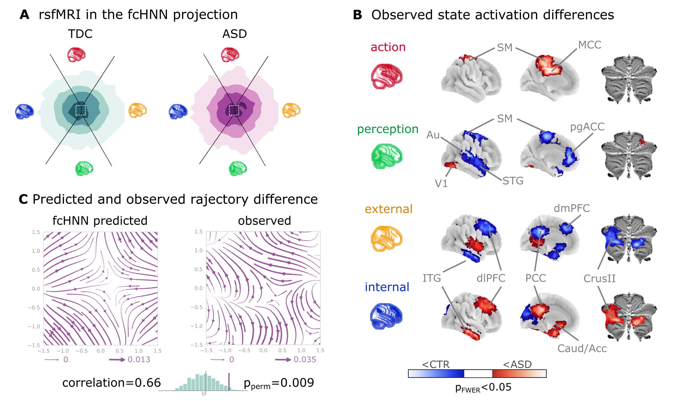 Connectome-based Hopfield analysis of autism spectrum disorder. 
A The distribution of time-frames on the fcHNN-projection separately for ASD patients and typically developing control (TDC) participants. 
B We quantified attractor state activations in the Autism Brain Imaging Data Exchange datasets (study 7) as the
individual-level mean activation of all time-frames belonging to the same attractor state. This analysis captured alterations similar to those previously associated to ASD-related perceptual atypicalities (visual, auditory and somatosensory cortices) as well as atypical integration of information about the “self” and the “other” (default mode network regions). All results are corrected for multiple comparisons across brain regions and attractor states (122*4 comparisons) with Bonferroni-correction. See  and Supplementary Figure %s for detailed results. 
C The comparison of data generated by fcHNNs initialized with ASD and TDC connectomes, respectively, revealed a characteristic pattern of differences in the system’s dynamics, with increased pull towards (and potentially a higher separation between) the action and perception attractors and a lower tendency of trajectories going towards the internal and external attractors. 
Abbreviations: MCC: middle cingulate cortex, ACC: anterior cingulate cortex, pg: perigenual, PFC: prefrontal cortex, dm: dorsomedial, dl: dorsolateral, STG: superior temporal gyrus, ITG: inferior temporal gyrus, Caud/Acc: caudate-accumbens,  SM: sensorimotor, V1: primary visual, A1: primary auditory, SMA: supplementary motor cortex, ASD: autism spectrum disorder, TDC: typically developing control.