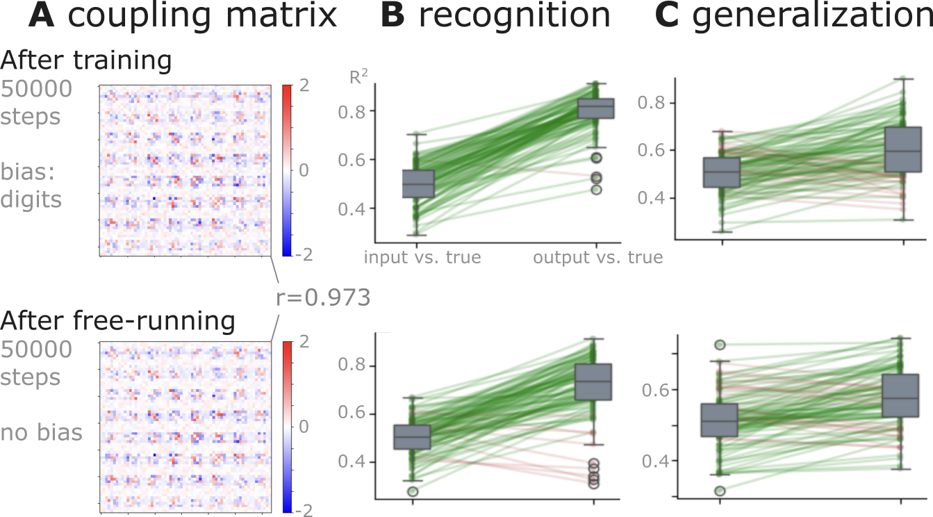 Demonstration of resistance to catastrophic forgetting via spontaneous activity.
Simulation results () illustrate the network’s ability to mitigate catastrophic forgetting. When allowing the network to “free-run” (e.g. with zero external bias) while performing continous weight adjustment, spontaneous activity reinforces existing attractors, largely preserving learned knowledge even in the absence of the repeated presentation of previous training patterns.
A: Coupling matrices. The top panel displays the coupling matrix immediately after training on digit patterns (50000 steps with bias corresponding to digits, the same simulation case as on D). The bottom panel shows the coupling matrix after an additional 50000 steps of free-running (zero bias, but active weight adjustment), indicating that the learned structure is largely maintained.
B: Recognition performance. This panel compares the R^2 values for reconstructing noisy versions of the trained digit patterns. It shows the similarity between the noisy input and the true pattern (left boxplots in each sub-panel) versus the similarity between the network’s output and the true pattern (right boxplots in each sub-panel). Performance is robustly maintained after the free-running phase (bottom) compared to immediately after training (top).
C: One-shot generalization performance. This panel shows the R^2 values for reconstructing noisy versions of unseen handwritten digit patterns (after seeing only a single example per digit). Similar to recognition, the network’s ability to generalize to novel inputs is well-preserved after the free-running phase (bottom) compared to immediately after training (top).